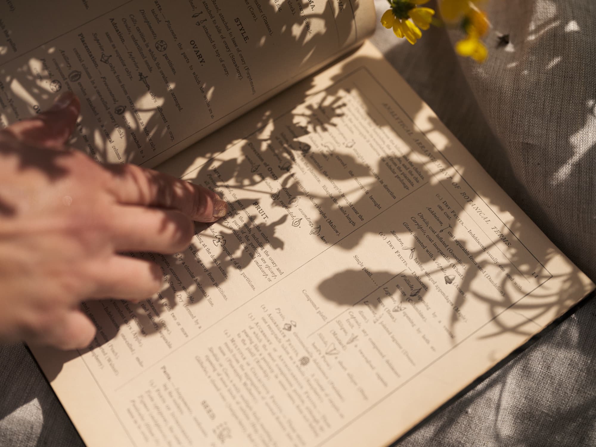 A hand resting on an open botanical reference book under dappled shadow