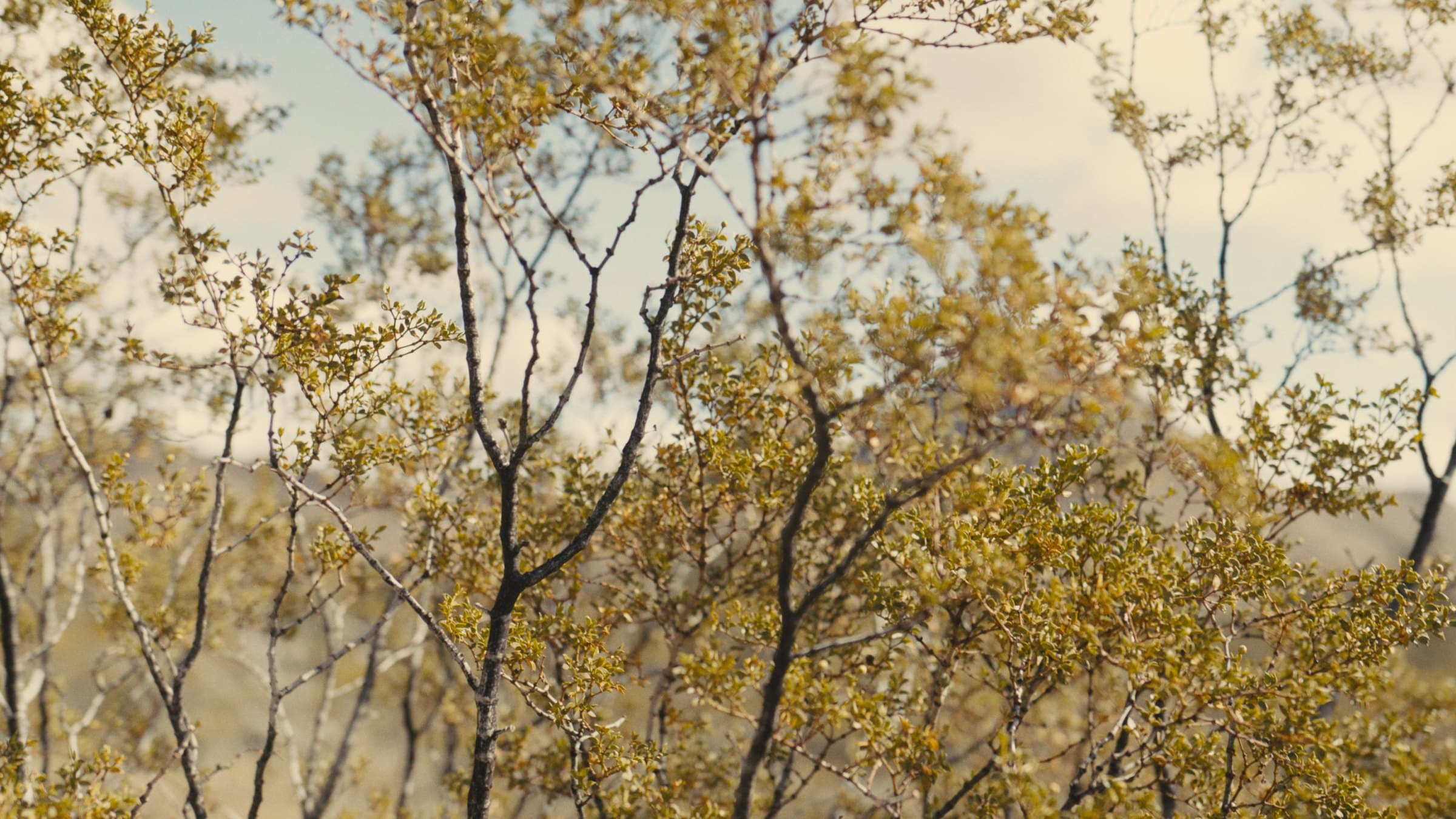 Thin branches of a desert shrub with small yellow-green leaves in the foreground, with a blurred pale sky and desert floor behind.