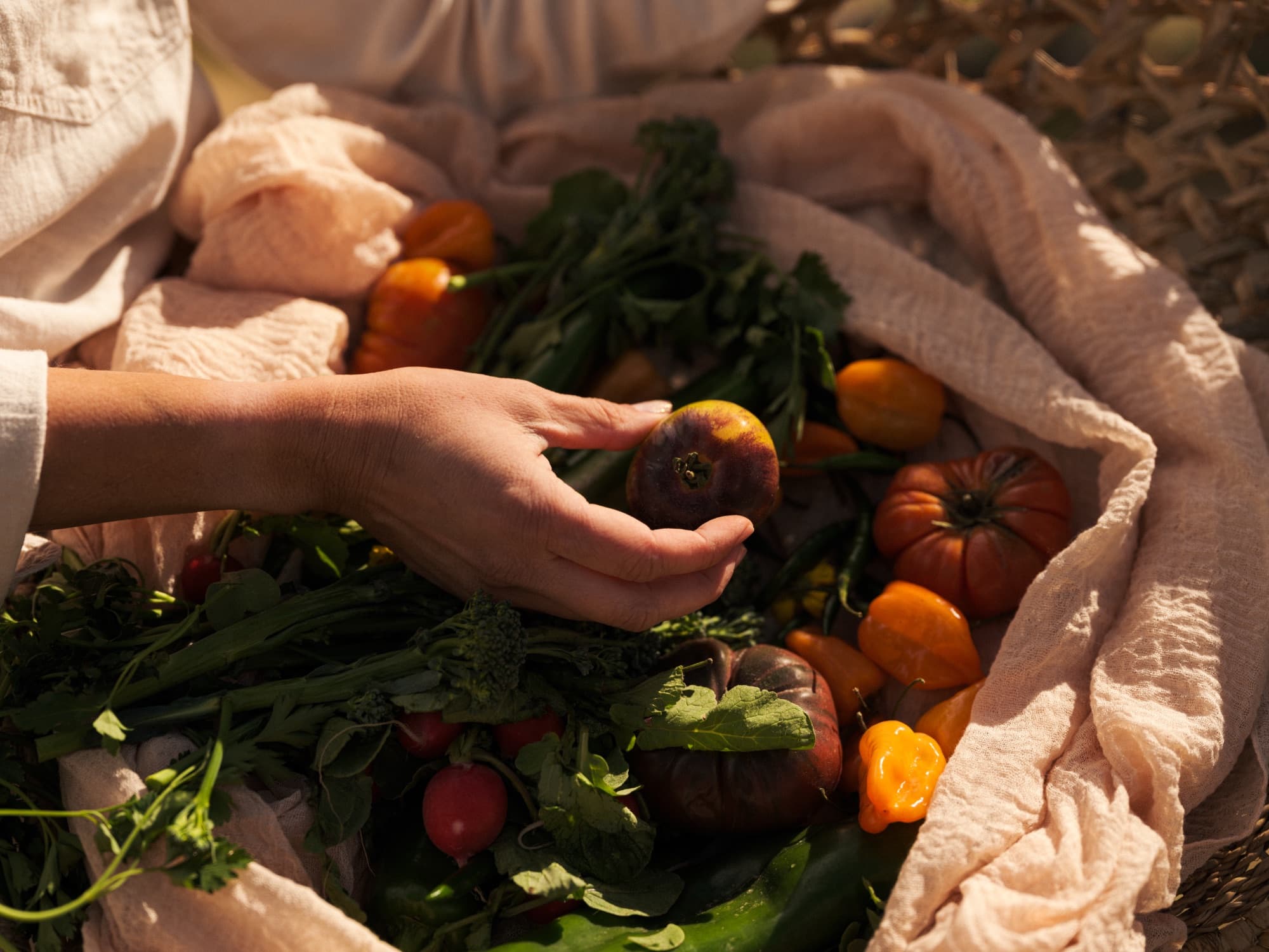 Hands lifting a tomato from a basket of just-picked vegetables and herbs