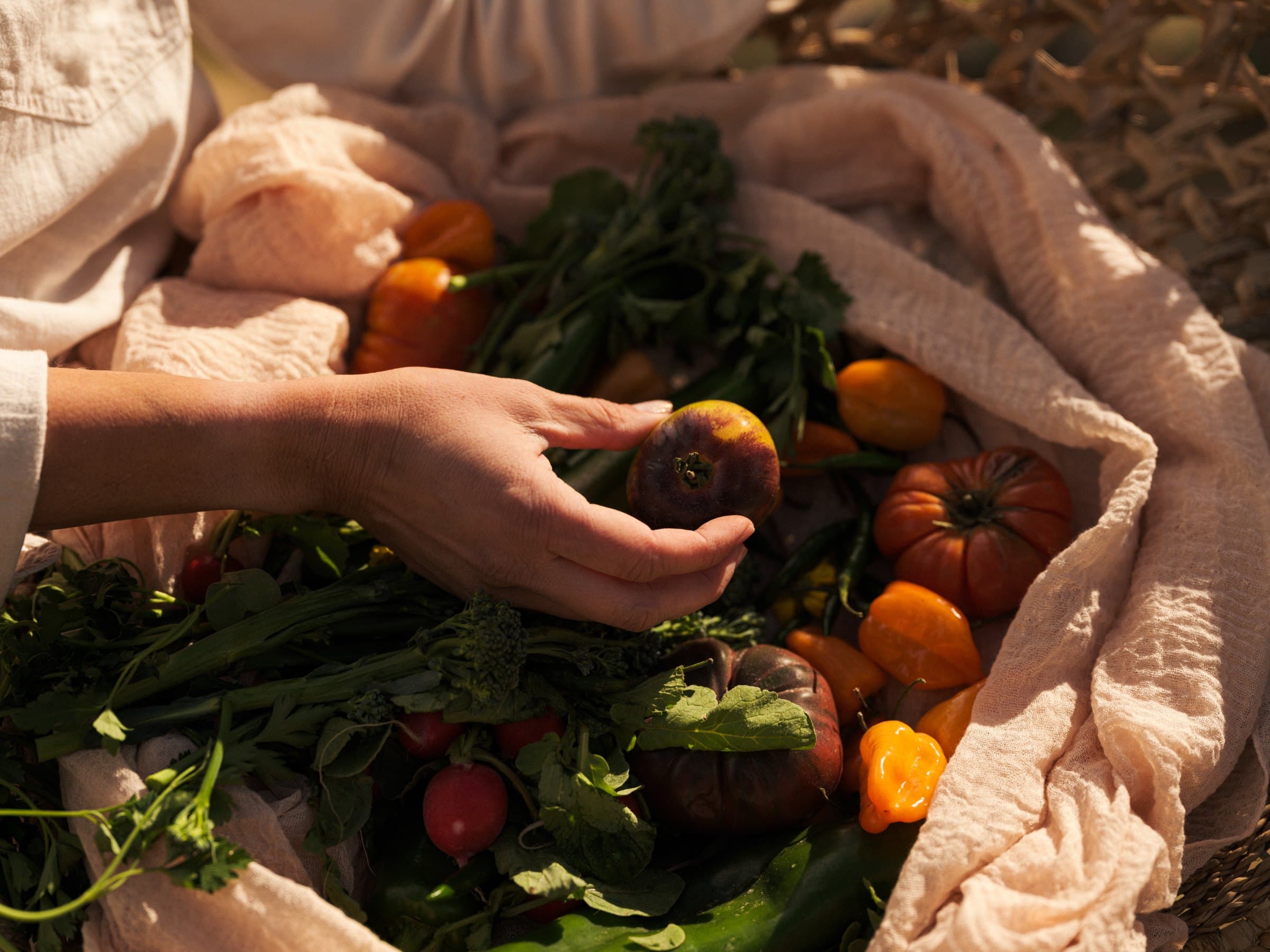 Two hands hold a dark purple and yellow tomato above a cloth-lined basket filled with heirloom tomatoes, orange peppers, red radishes, broccolini and leafy herbs.