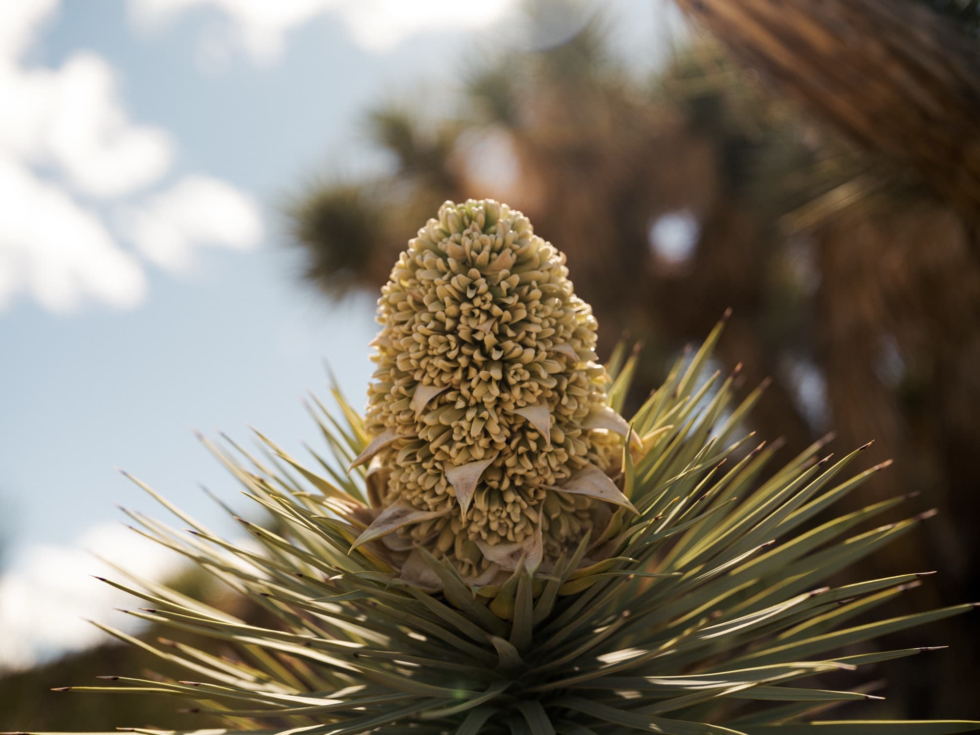 A yucca in full bloom against the desert sky, its flower spike lit from behind