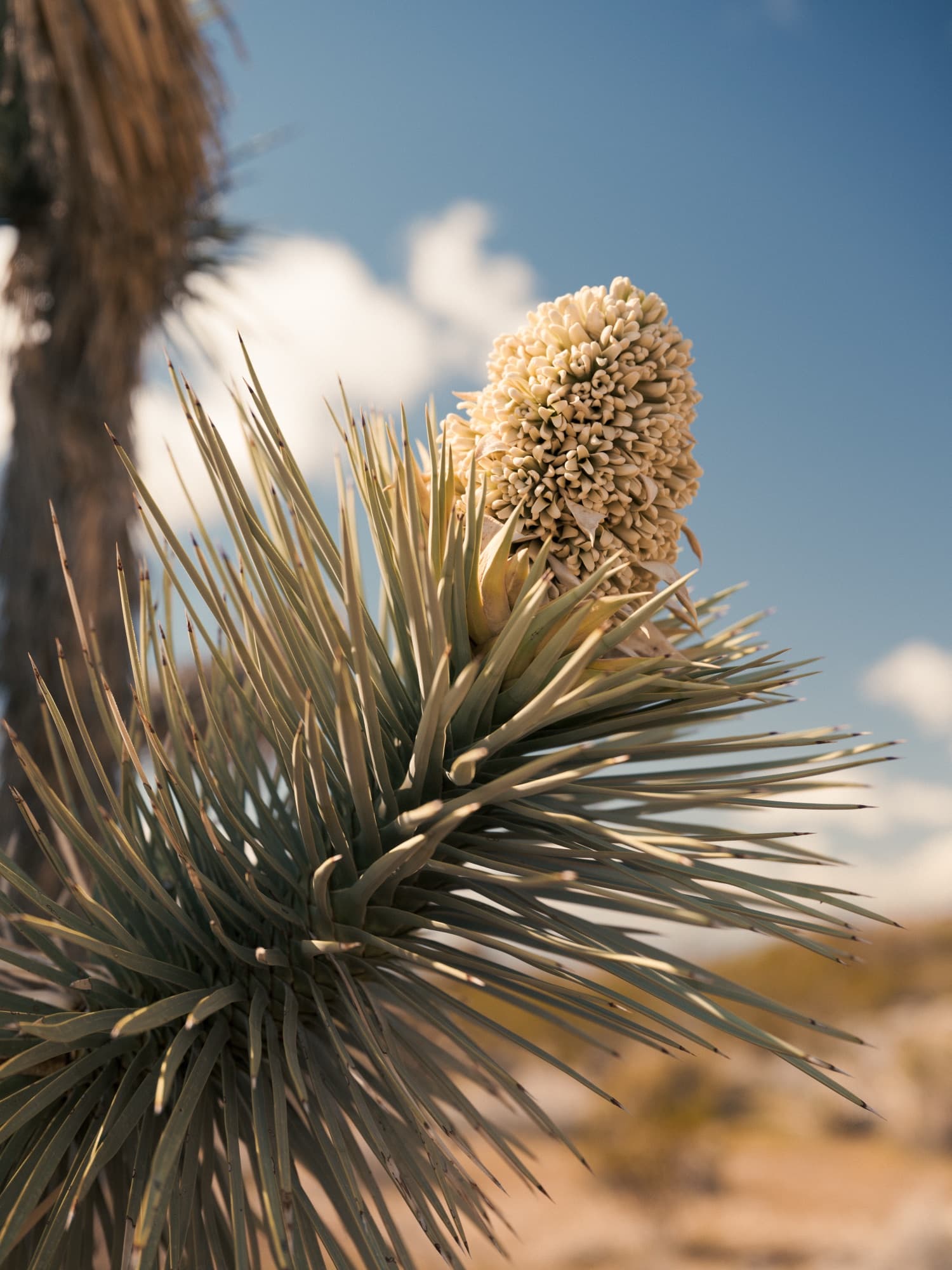A yucca in bloom against a clear desert sky