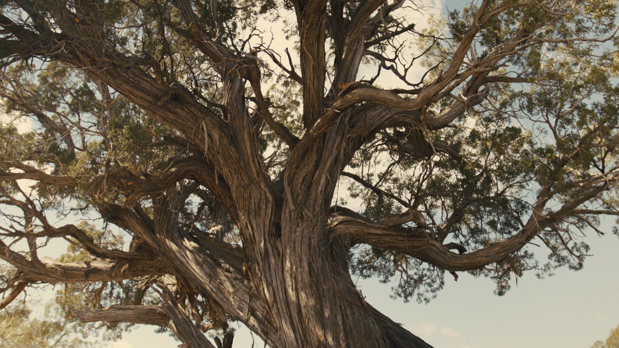 Looking upward into the thick twisted trunk and spreading branches of an old juniper tree, with sky visible through the foliage.