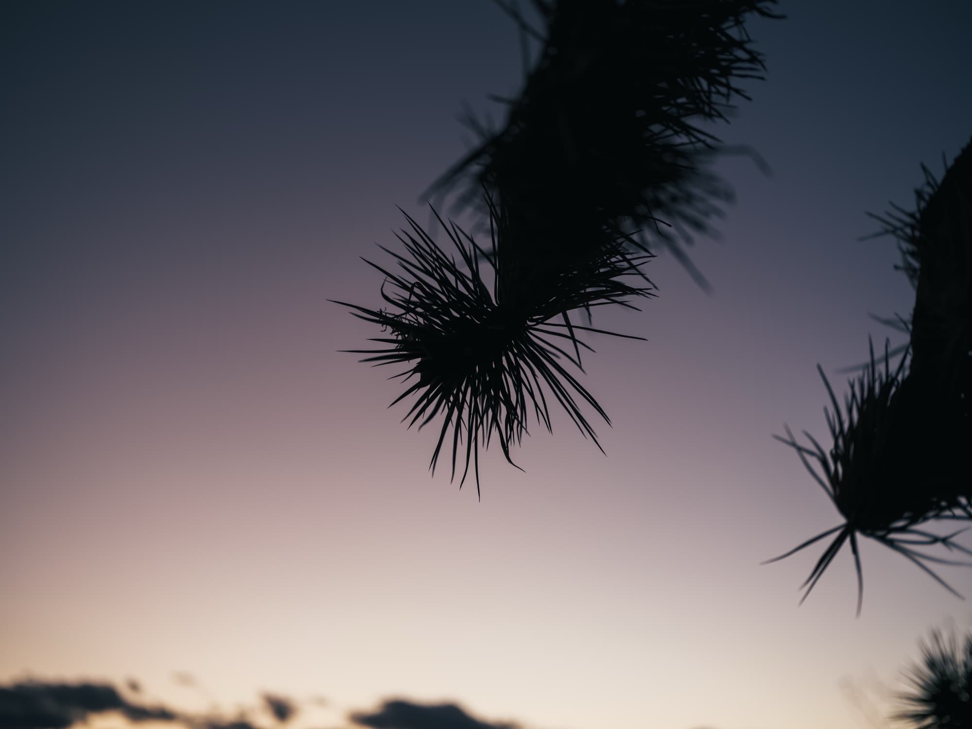 A Joshua tree silhouetted against a violet dusk sky